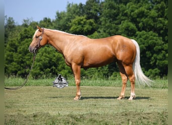 Quarter horse américain, Hongre, 6 Ans, 152 cm, Palomino