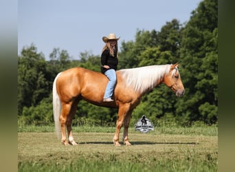 Quarter horse américain, Hongre, 6 Ans, 152 cm, Palomino