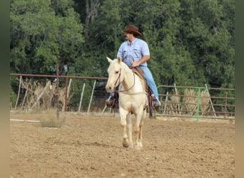 Quarter horse américain, Hongre, 6 Ans, 152 cm, Palomino
