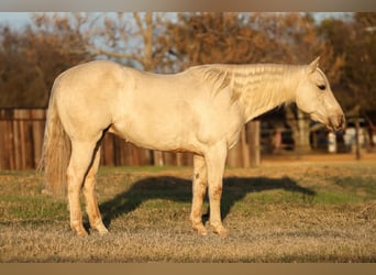 Quarter horse américain, Hongre, 6 Ans, 152 cm, Palomino