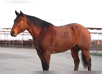 Quarter horse américain, Hongre, 6 Ans, 152 cm, Roan-Bay