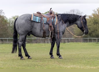 Quarter horse américain, Hongre, 6 Ans, 152 cm, Rouan Bleu