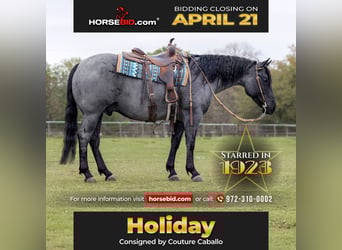 Quarter horse américain, Hongre, 6 Ans, 152 cm, Rouan Bleu