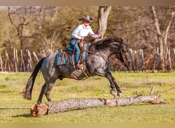 Quarter horse américain, Hongre, 6 Ans, 152 cm, Rouan Bleu