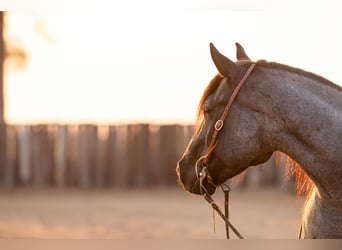 Quarter horse américain, Hongre, 6 Ans, 152 cm, Rouan Bleu
