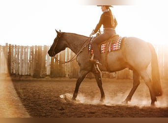 Quarter horse américain, Hongre, 6 Ans, 152 cm, Rouan Bleu
