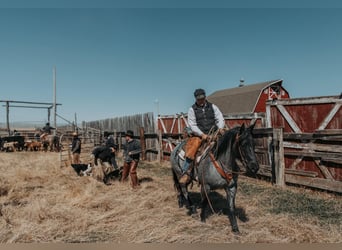 Quarter horse américain, Hongre, 6 Ans, 152 cm, Rouan Bleu