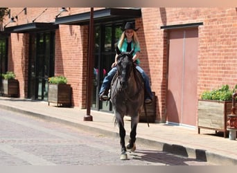 Quarter horse américain, Hongre, 6 Ans, 152 cm, Rouan Bleu
