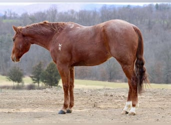 Quarter horse américain, Hongre, 6 Ans, 152 cm, Rouan Rouge