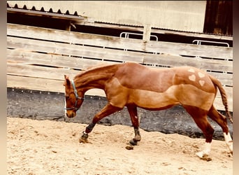 Quarter horse américain, Hongre, 6 Ans, 153 cm, Alezan