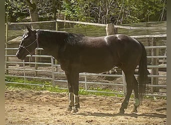 Quarter horse américain, Hongre, 6 Ans, 153 cm, Noir