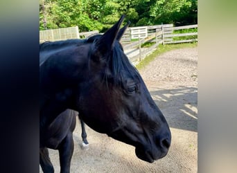 Quarter horse américain, Hongre, 6 Ans, 153 cm, Noir