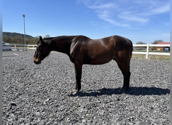 Quarter horse américain, Hongre, 6 Ans, 154 cm, Bai brun