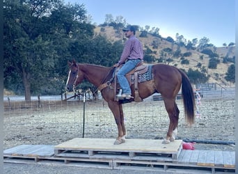 Quarter horse américain, Hongre, 6 Ans, 155 cm, Alezan brûlé