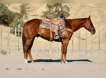 Quarter horse américain, Hongre, 6 Ans, 155 cm, Alezan brûlé