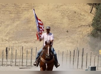 Quarter horse américain, Hongre, 6 Ans, 155 cm, Alezan brûlé