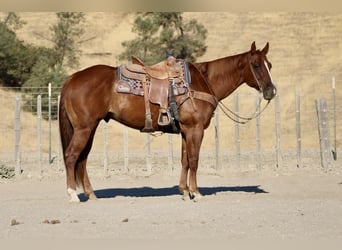 Quarter horse américain, Hongre, 6 Ans, 155 cm, Alezan brûlé