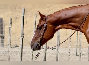 Quarter horse américain, Hongre, 6 Ans, 155 cm, Alezan brûlé