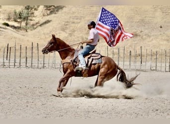 Quarter horse américain, Hongre, 6 Ans, 155 cm, Alezan brûlé