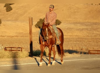 Quarter horse américain, Hongre, 6 Ans, 155 cm, Alezan brûlé