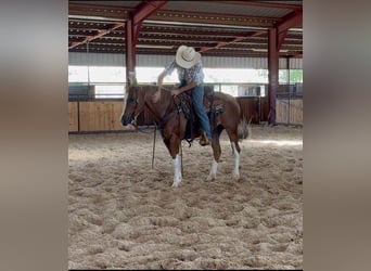 Quarter horse américain, Hongre, 6 Ans, 155 cm, Alezan brûlé