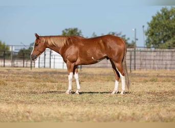 Quarter horse américain, Hongre, 6 Ans, 155 cm, Alezan brûlé