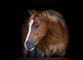 Quarter horse américain, Hongre, 6 Ans, 155 cm, Alezan brûlé