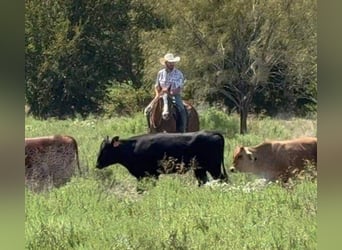 Quarter horse américain, Hongre, 6 Ans, 155 cm, Alezan brûlé