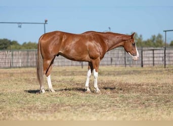 Quarter horse américain, Hongre, 6 Ans, 155 cm, Alezan brûlé