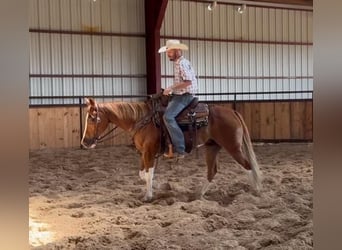 Quarter horse américain, Hongre, 6 Ans, 155 cm, Alezan brûlé