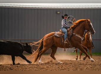 Quarter horse américain, Hongre, 6 Ans, 155 cm, Alezan cuivré