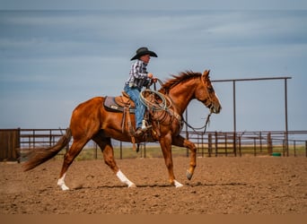 Quarter horse américain, Hongre, 6 Ans, 155 cm, Alezan cuivré