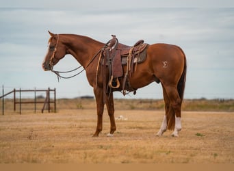 Quarter horse américain, Hongre, 6 Ans, 155 cm, Alezan cuivré