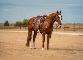 Quarter horse américain, Hongre, 6 Ans, 155 cm, Alezan cuivré