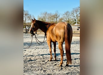 Quarter horse américain, Hongre, 6 Ans, 155 cm, Alezan dun