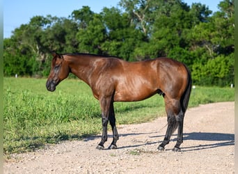 Quarter horse américain, Hongre, 6 Ans, 155 cm, Bai cerise