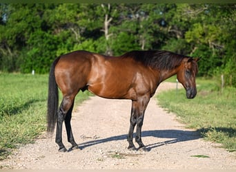 Quarter horse américain, Hongre, 6 Ans, 155 cm, Bai cerise