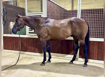 Quarter horse américain, Hongre, 6 Ans, 155 cm, Bai cerise