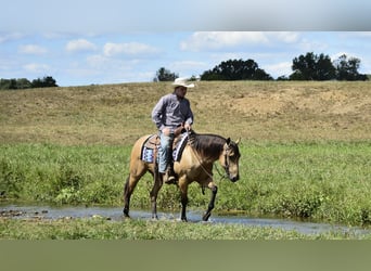 Quarter horse américain, Hongre, 6 Ans, 155 cm, Buckskin