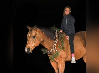 Quarter horse américain, Hongre, 6 Ans, 155 cm, Buckskin