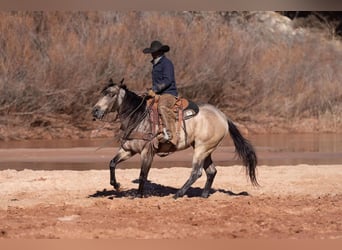 Quarter horse américain, Hongre, 6 Ans, 155 cm, Buckskin