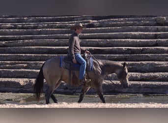 Quarter horse américain, Hongre, 6 Ans, 155 cm, Buckskin