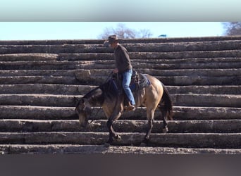 Quarter horse américain, Hongre, 6 Ans, 155 cm, Buckskin