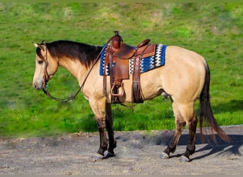 Quarter horse américain, Hongre, 6 Ans, 155 cm, Buckskin