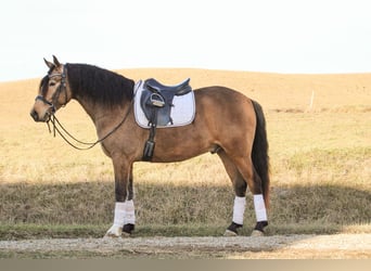 Quarter horse américain Croisé, Hongre, 6 Ans, 155 cm, Buckskin