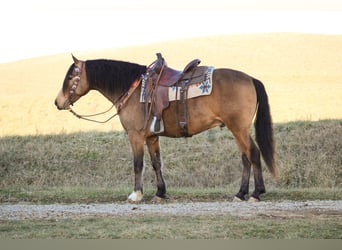 Quarter horse américain Croisé, Hongre, 6 Ans, 155 cm, Buckskin