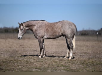 Quarter horse américain, Hongre, 6 Ans, 155 cm, Gris