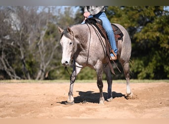 Quarter horse américain, Hongre, 6 Ans, 155 cm, Gris