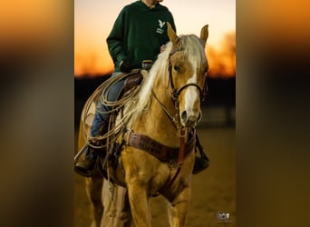 Quarter horse américain, Hongre, 6 Ans, 155 cm, Palomino