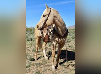 Quarter horse américain, Hongre, 6 Ans, 155 cm, Palomino